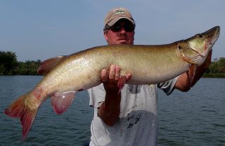 Daryl with another nice muskie!