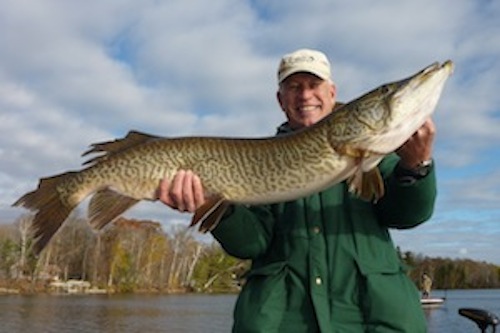 A nice fall 46 1/2 inch tiger caught by John Rashke!  Congrats John!