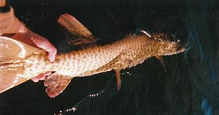 Hayward Wisconsin Musky Fishing Guide Service
