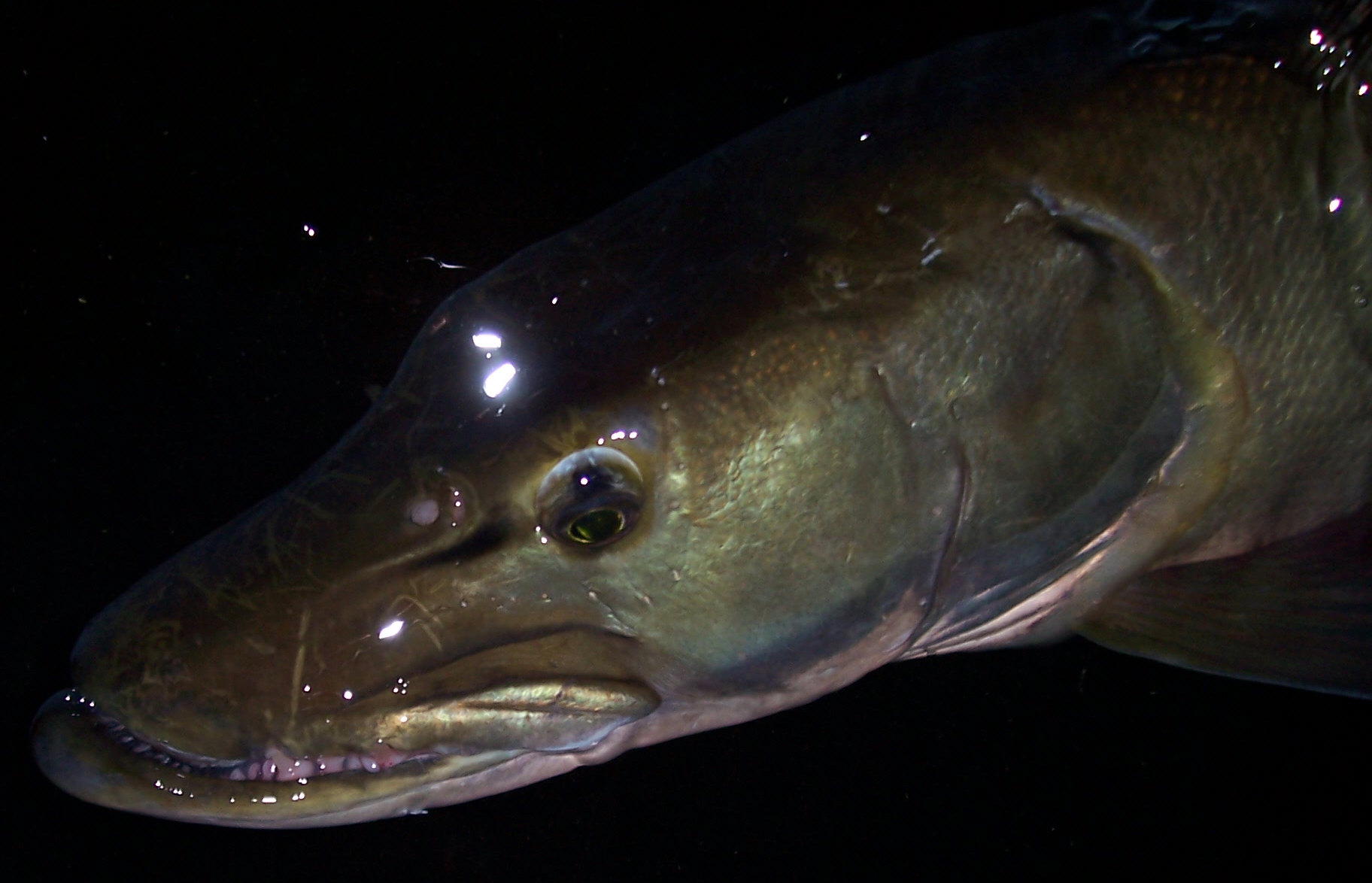s Snagletoot Nov 8 2009