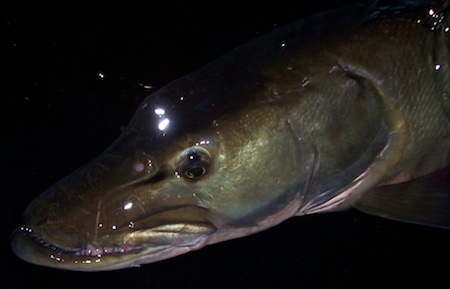 s Snagletooth