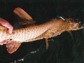 hayward_wisconsin_musky_release_1